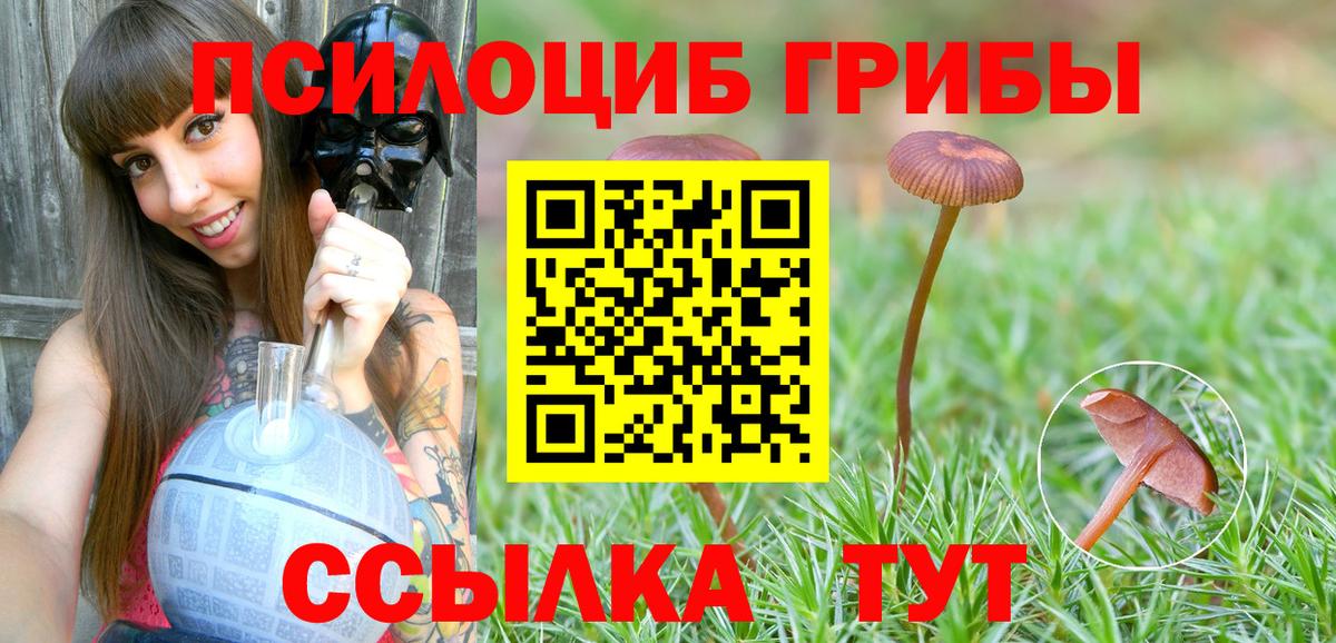 Кинель  Псилоцибиновые грибы Psilocybe  Вход с VPN 